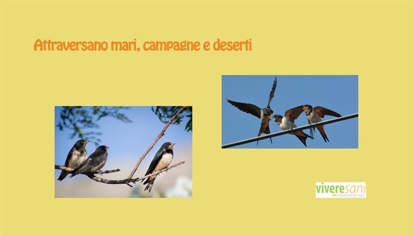 Rondini, grande abilità e resistenza nel volo Rondini, grande abilità e resistenza nel volo